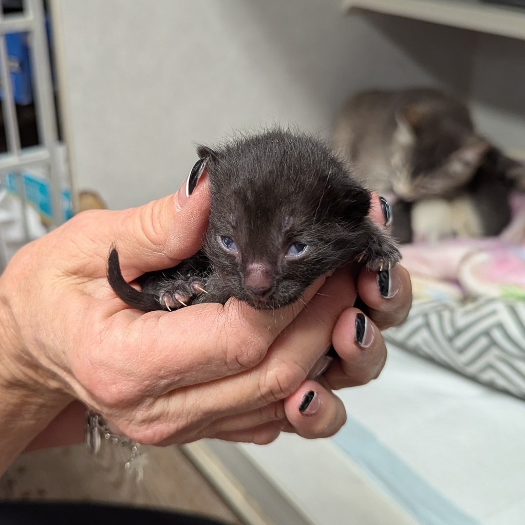 Chunk, an adoptable Domestic Short Hair in Midland, TX, 79701 | Photo Image 2