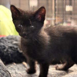Calvin, Baby Male Domestic Short Hair