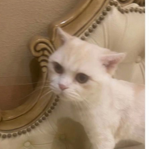 Whitey Kuwait