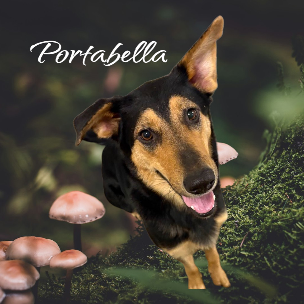 Portobella