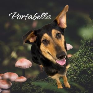 Portobella, Young Female unknown