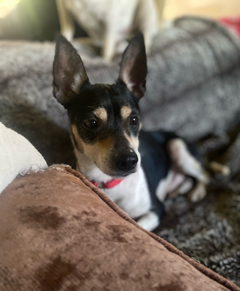 Sparkie, an adoptable Rat Terrier, Terrier in Halifax, NS, B3J 3A5 | Photo Image 1