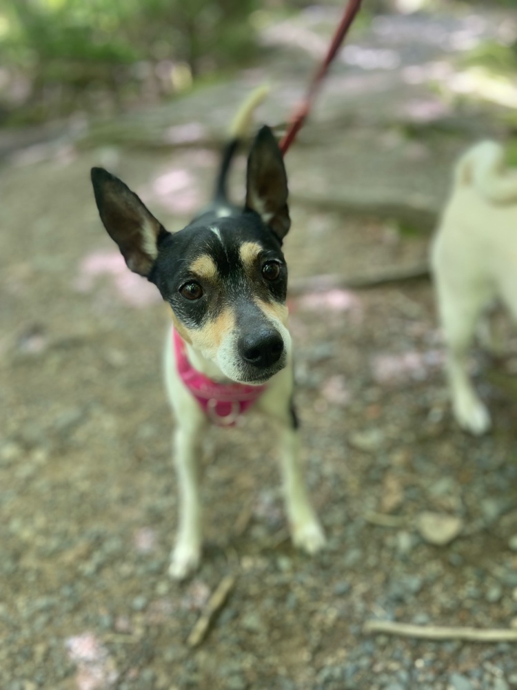 Sparkie, an adoptable Rat Terrier, Terrier in Halifax, NS, B3J 3A5 | Photo Image 3