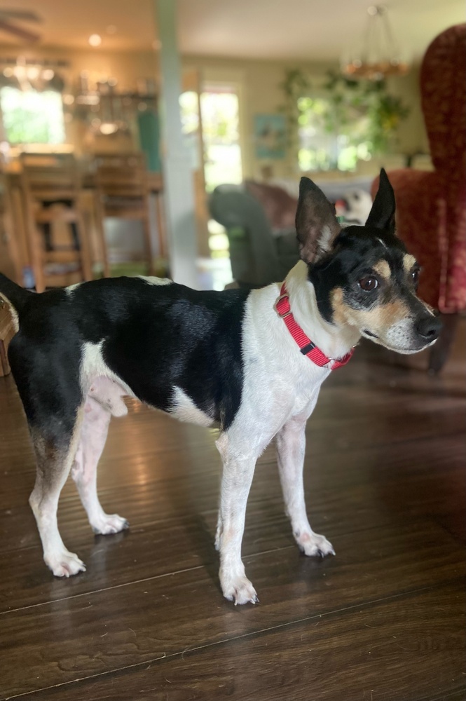 Sparkie, an adoptable Rat Terrier, Terrier in Halifax, NS, B3J 3A5 | Photo Image 4