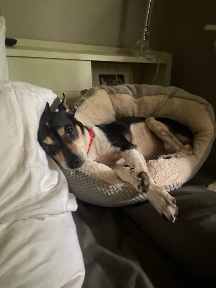 Sparkie, an adoptable Rat Terrier, Terrier in Halifax, NS, B3J 3A5 | Photo Image 5