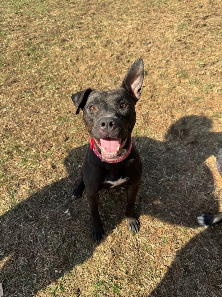 Ellie 3