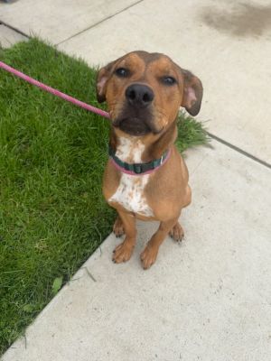 Copper