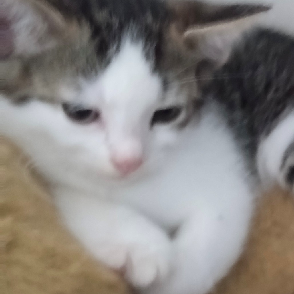 Chico