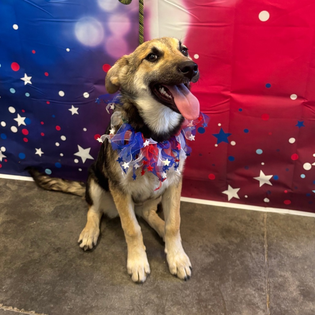 Phyllis, an adoptable German Shepherd Dog in Show Low, AZ, 85901 | Photo Image 1