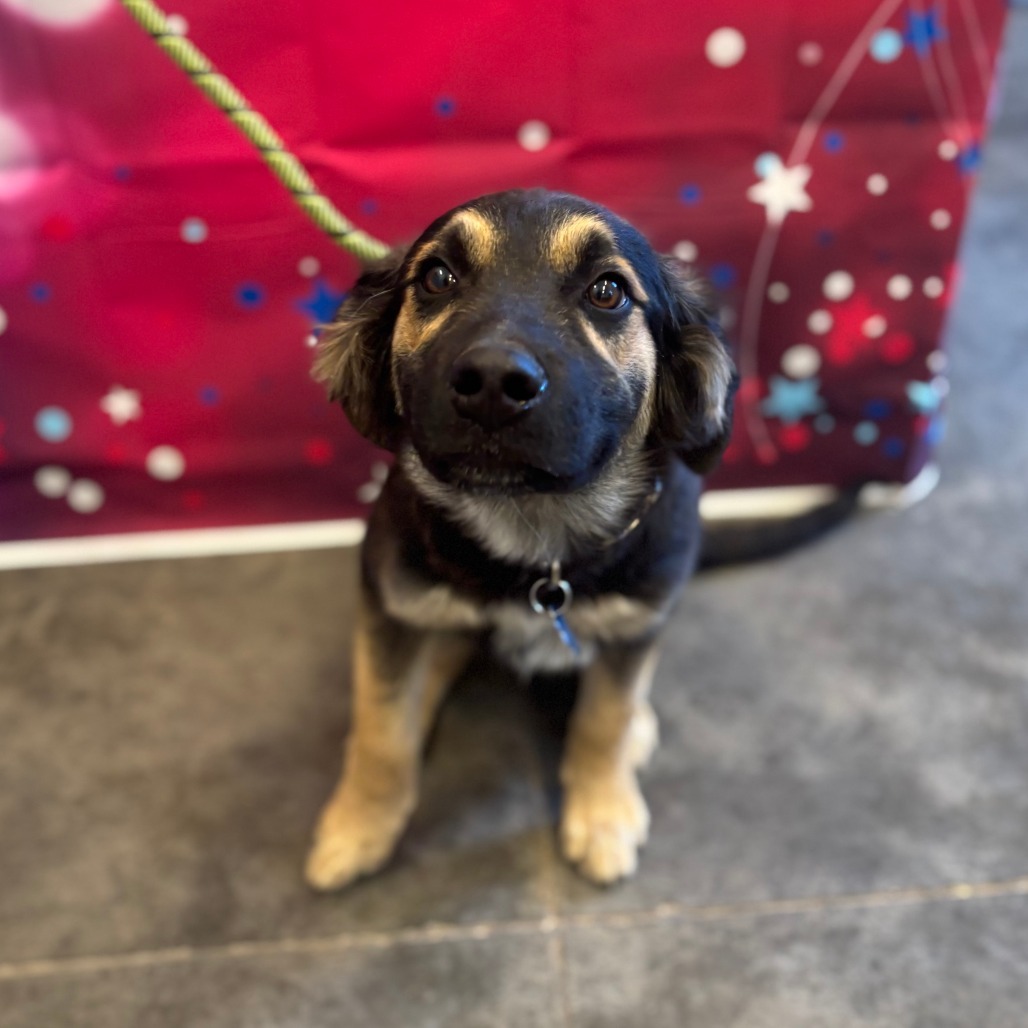 Steve, an adoptable German Shepherd Dog in Show Low, AZ, 85901 | Photo Image 1