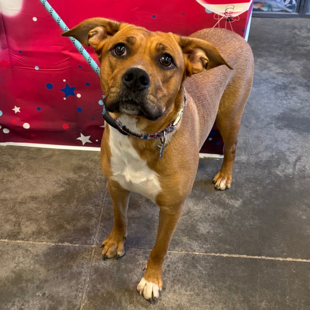 Brandy, an adoptable Labrador Retriever, Mixed Breed in Show Low, AZ, 85901 | Photo Image 1