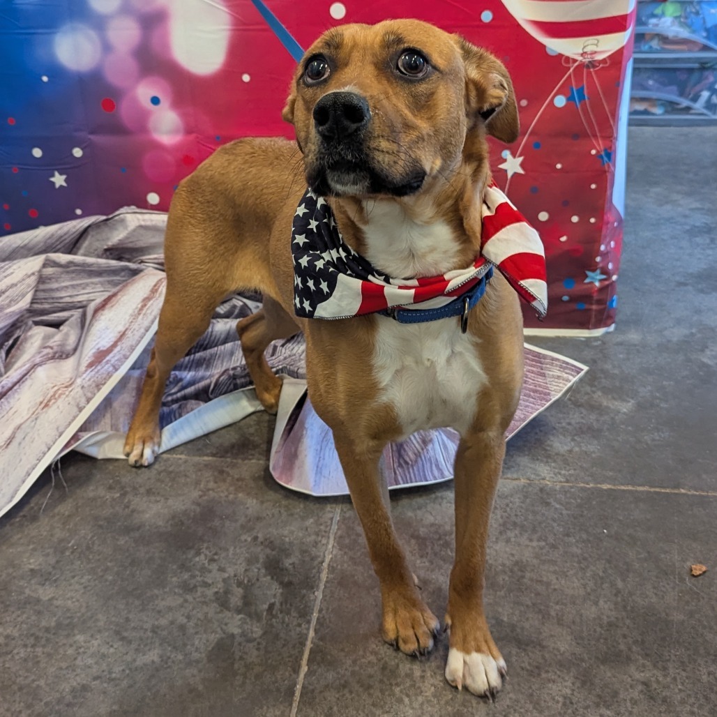 Brandy, an adoptable Labrador Retriever, Mixed Breed in Show Low, AZ, 85901 | Photo Image 2