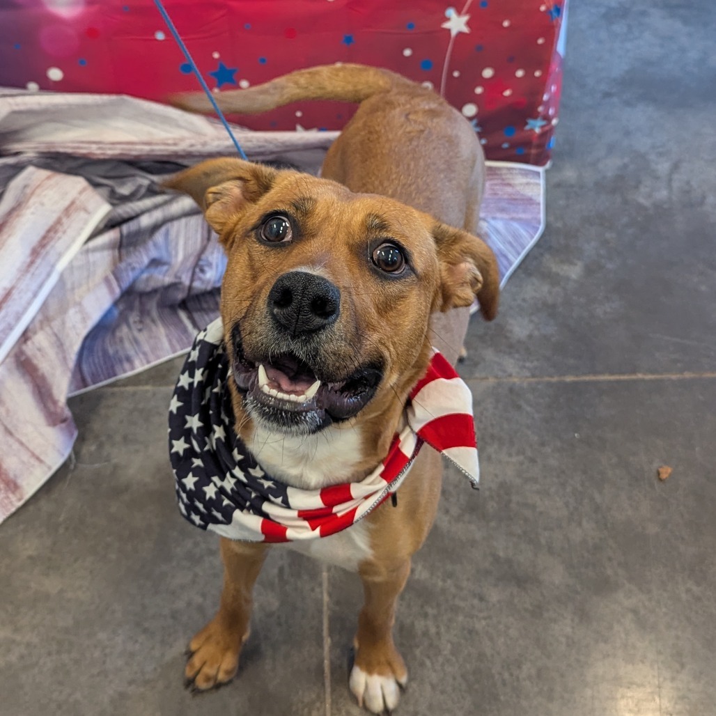 Brandy, an adoptable Labrador Retriever, Mixed Breed in Show Low, AZ, 85901 | Photo Image 3