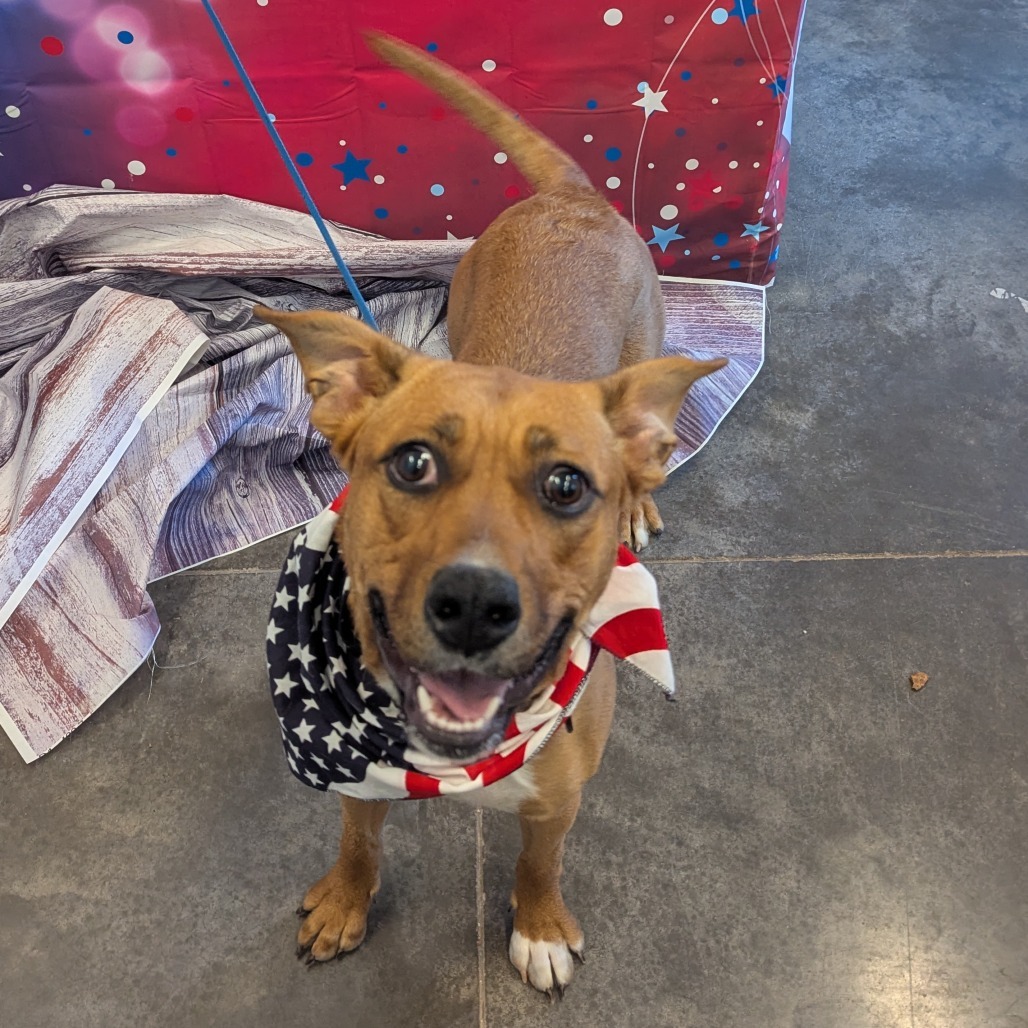 Brandy, an adoptable Labrador Retriever, Mixed Breed in Show Low, AZ, 85901 | Photo Image 4