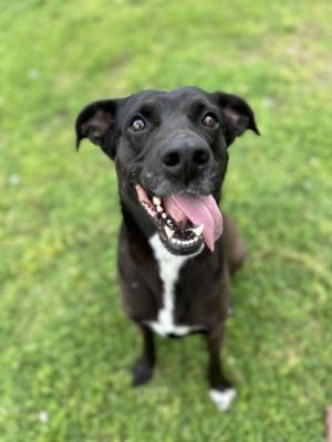 Hi Im MIKEY I wasnt always a shelter dog I was once a superhero I know hard to believe right