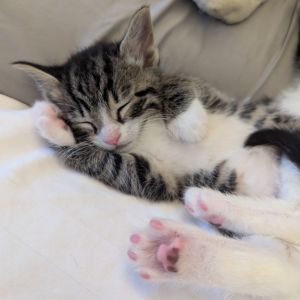 Tiger -Tyler RS Domestic Short Hair Cat