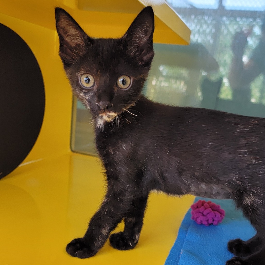 Wheatley, an adoptable Domestic Short Hair in Abilene, TX, 79602 | Photo Image 1