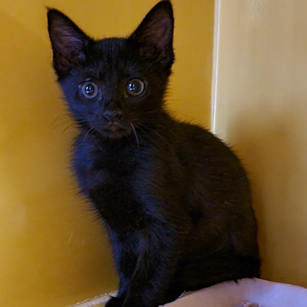 Maple, an adoptable Domestic Short Hair in Abilene, TX, 79602 | Photo Image 1