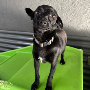Meet Winston This sweet little 10 pound pup may be tiny but hes mighty At just 1 and a half