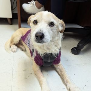 Waffle was found as a stray Her owner never claimed her Waffle is an adorable terrier mix that lov