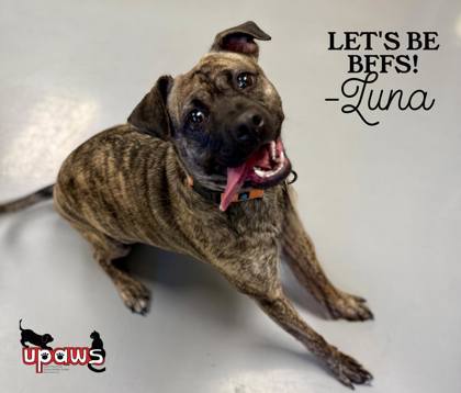 Luna, an adoptable Beagle, Pit Bull Terrier in Gwinn, MI, 49841 | Photo Image 1