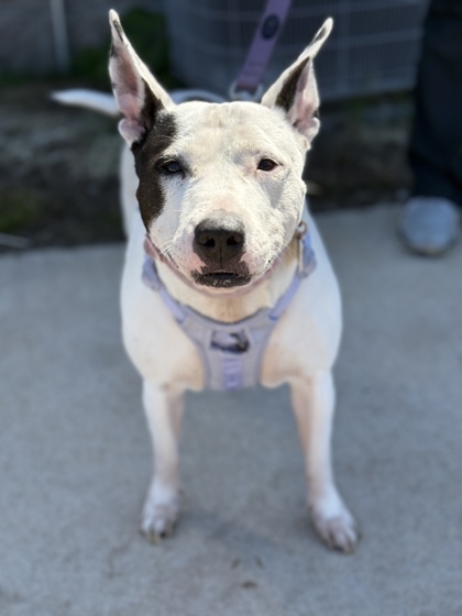 Sprinkles, an adoptable Mixed Breed in Gwinn, MI, 49841 | Photo Image 1