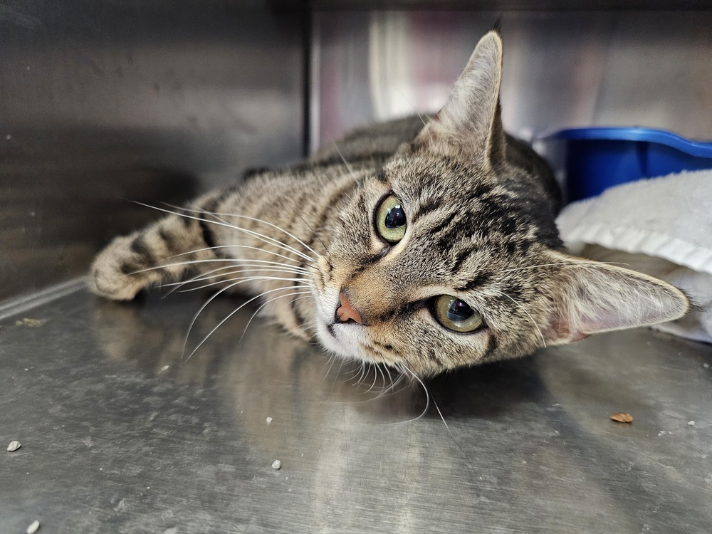Devon, an adoptable Domestic Short Hair in Houghton, MI, 49931 | Photo Image 1