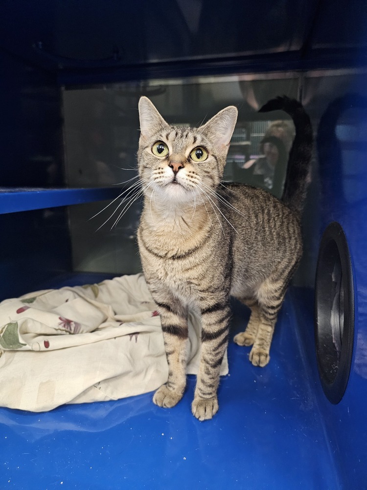 Devon, an adoptable Domestic Short Hair in Houghton, MI, 49931 | Photo Image 1