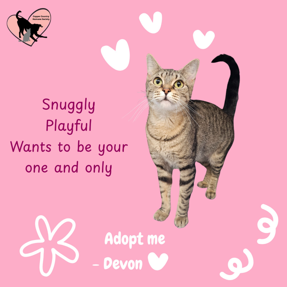 Devon, an adoptable Domestic Short Hair in Houghton, MI, 49931 | Photo Image 2
