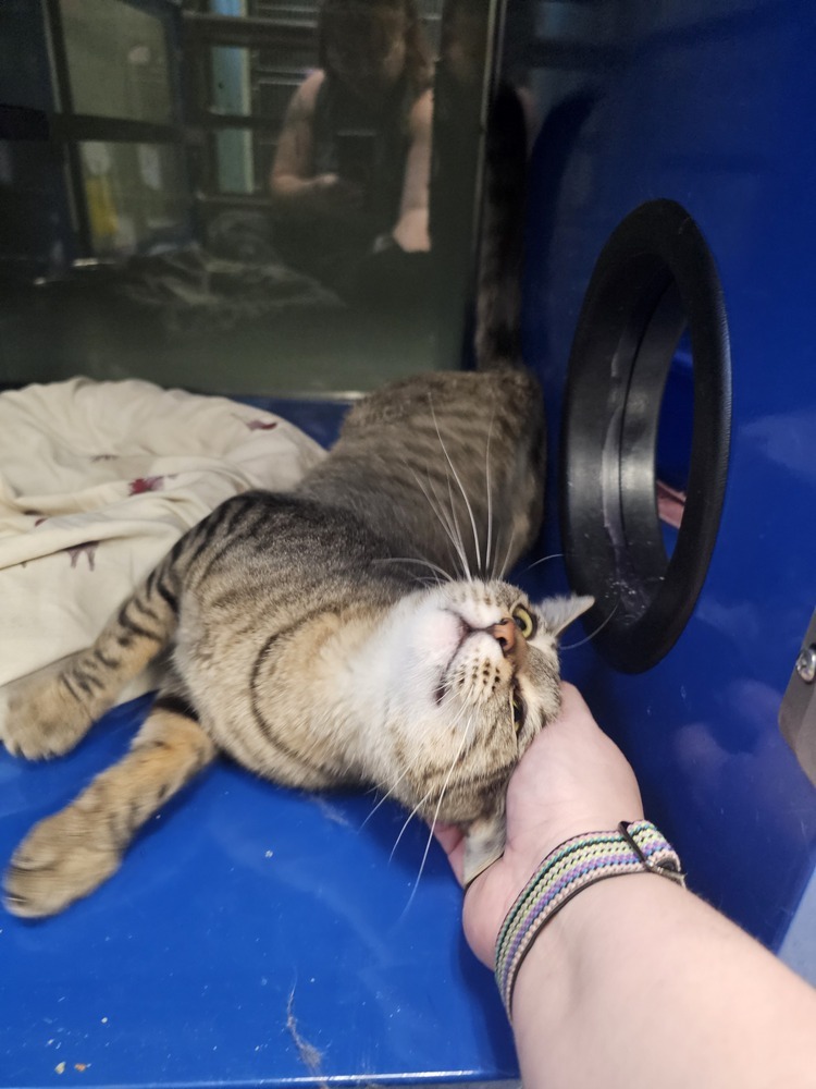 Devon, an adoptable Domestic Short Hair in Houghton, MI, 49931 | Photo Image 4