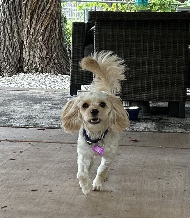 Loki, an adoptable Cockapoo in Richardson, TX, 75080 | Photo Image 1