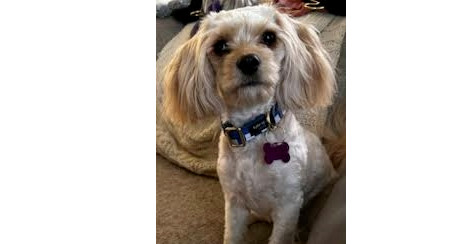 Loki, an adoptable Cockapoo in Richardson, TX, 75080 | Photo Image 2