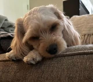 Loki, an adoptable Cockapoo in Richardson, TX, 75080 | Photo Image 3
