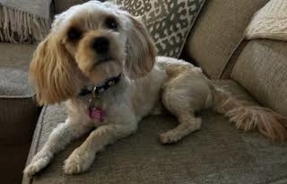 Loki, an adoptable Cockapoo in Richardson, TX, 75080 | Photo Image 4