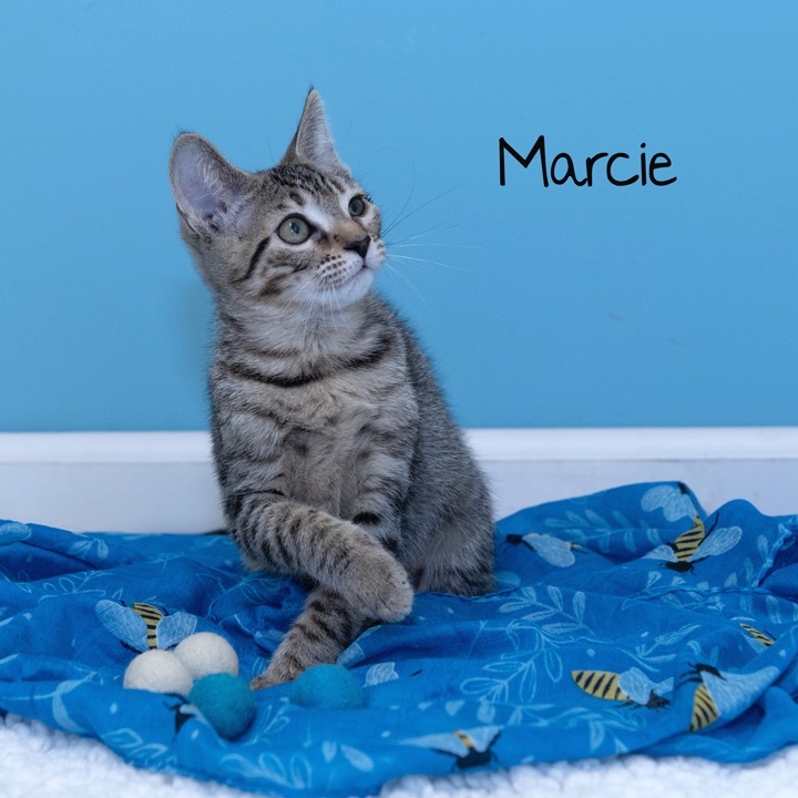 Marcie