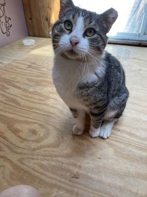 Leo, Adult Male Domestic Short Hair
