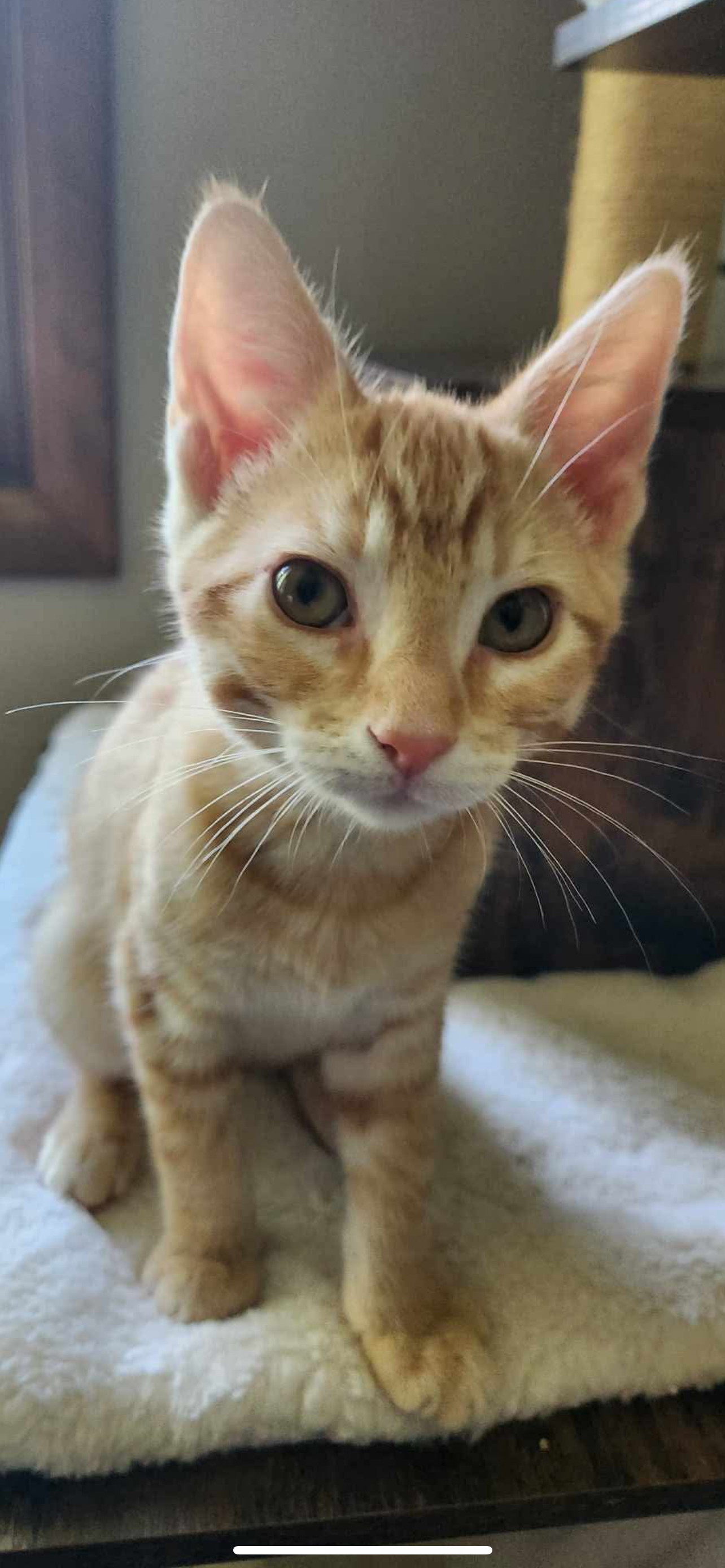 Muenster