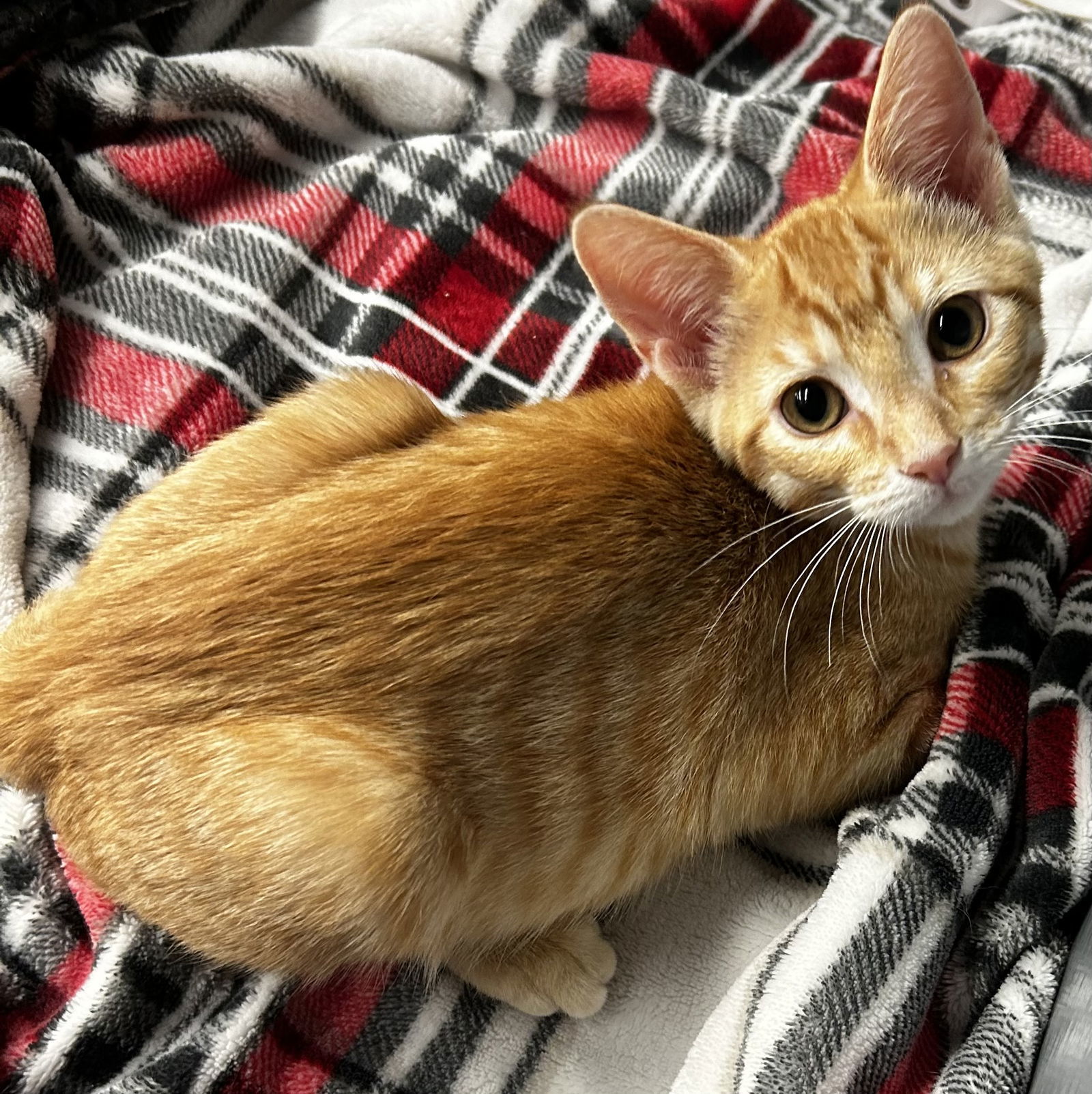 Muenster