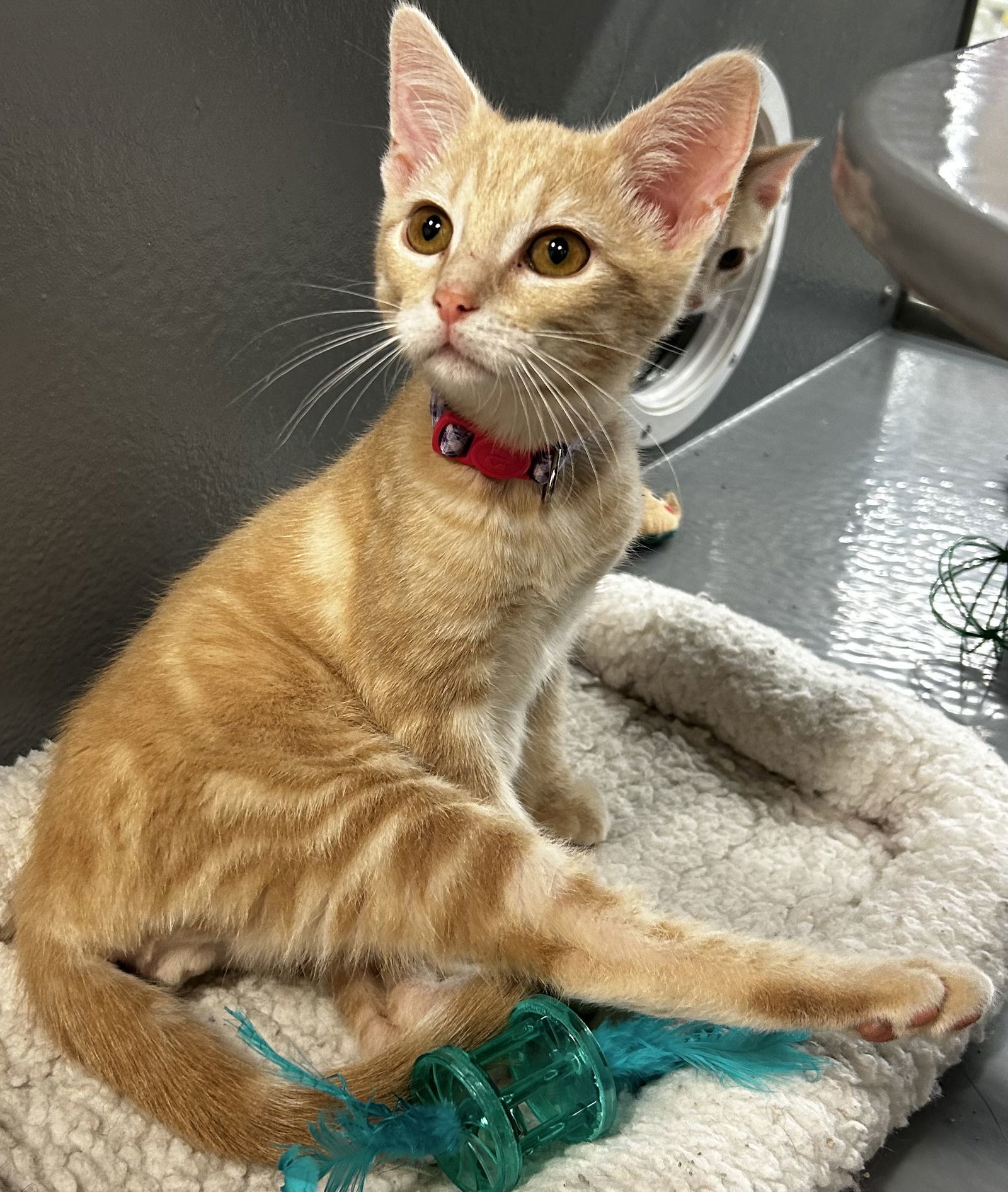 Cheddar