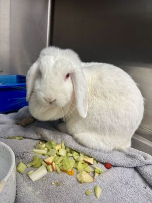 Claudette, Adult Female Lop Eared