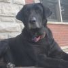 Sweetie photo 1