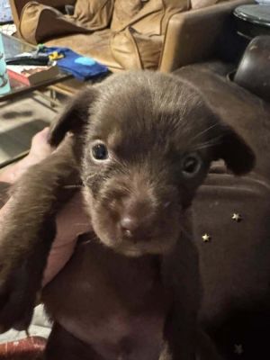 You can fill out an adoption application online on our official websiteMeet Peter SC-a sweet soul