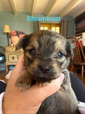 You can fill out an adoption application online on our official websiteMeet Steamboat AL-the tini