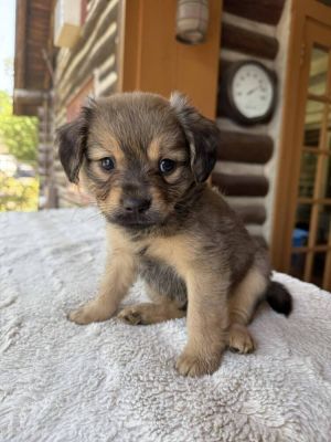 You can fill out an adoption application online on our official websiteMeet Steamboat AL-the tini