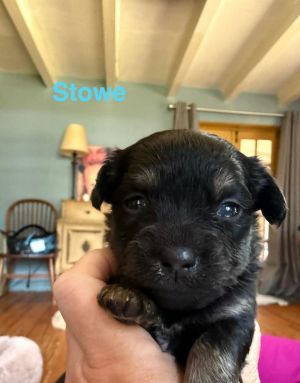 You can fill out an adoption application online on our official websiteMeet Stowe AL-a little pup
