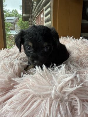 You can fill out an adoption application online on our official websiteMeet Stowe AL-a little pup