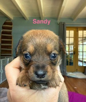 You can fill out an adoption application online on our official websiteSandy AL is a survivor wit