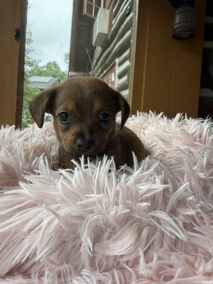 You can fill out an adoption application online on our official websiteSandy AL is a survivor wit