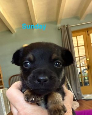 You can fill out an adoption application online on our official websiteMeet Sunday AL-the perfect