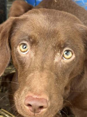 You can fill out an adoption application online on our official websiteMeet Piper SC-a heart as p